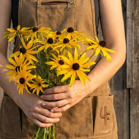 Black Eyed Susan, Rudbeckia Seeds